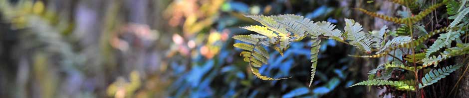 ДНТ "Симагинское-3"